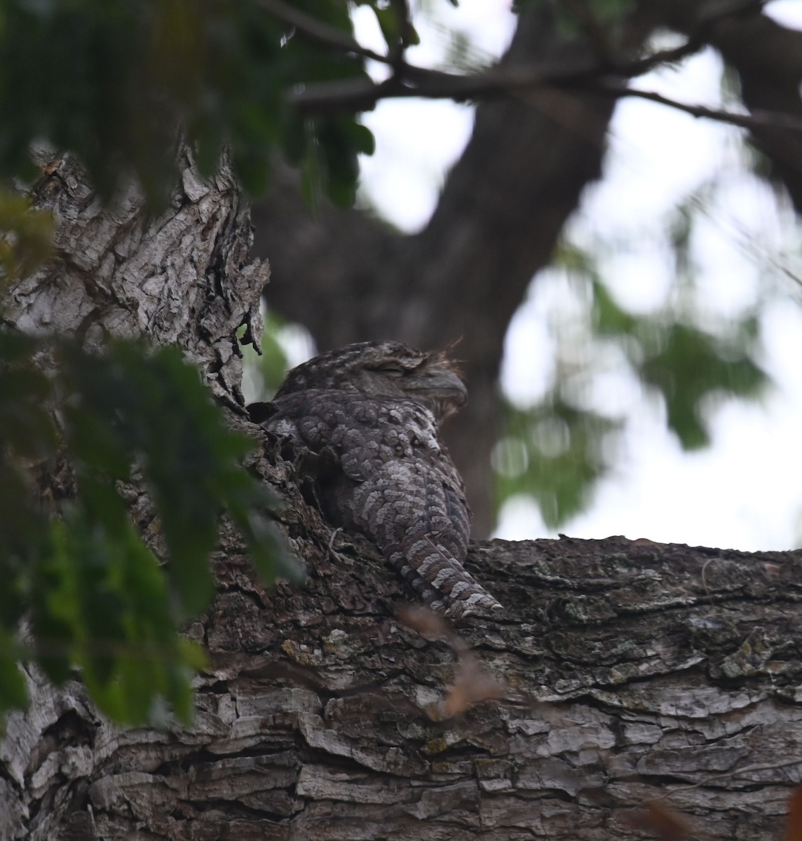 Papuan Frogmouth - ML609415405