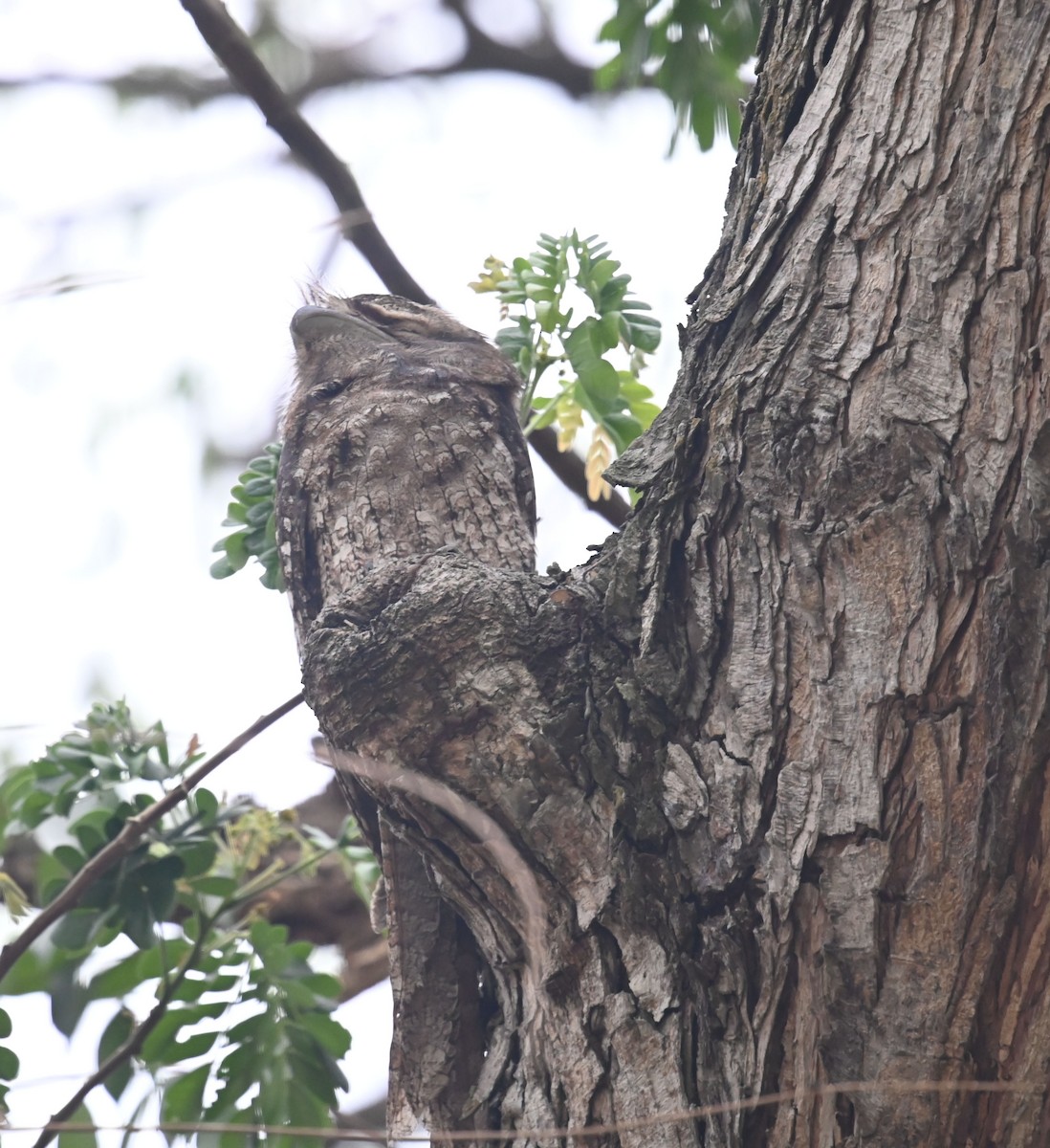 Papuan Frogmouth - ML609415406