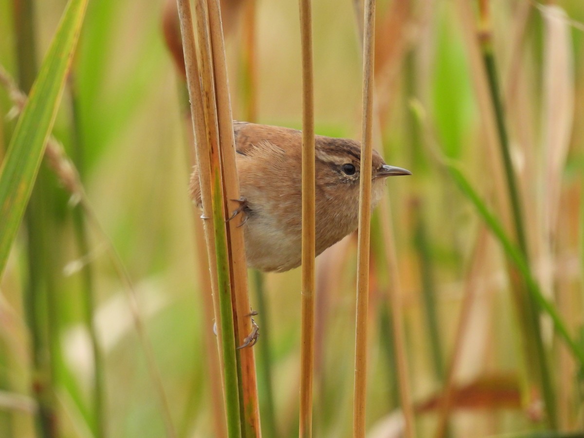 Marsh Wren - ML609415416