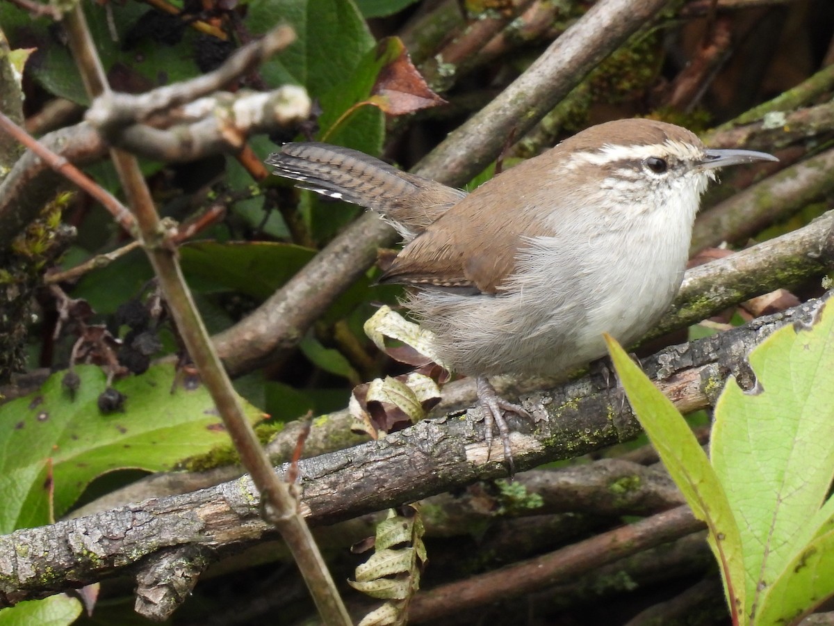 Bewick's Wren - ML609415427