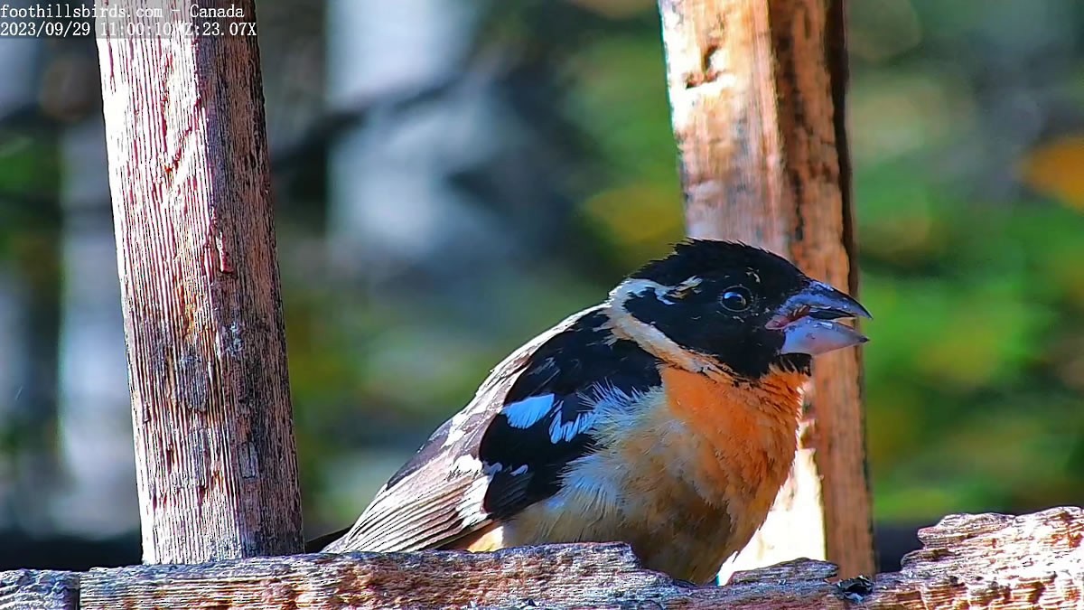 Black-headed Grosbeak - ML609415450
