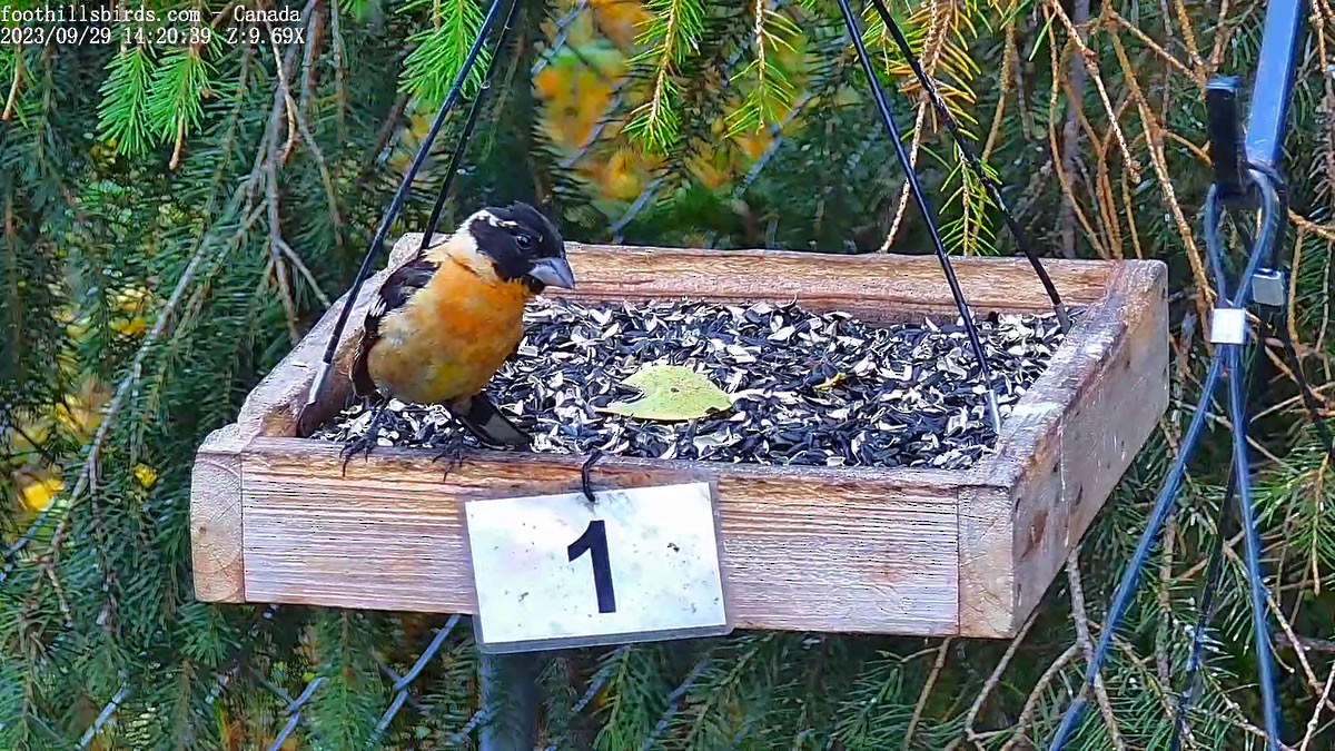 Black-headed Grosbeak - ML609415453