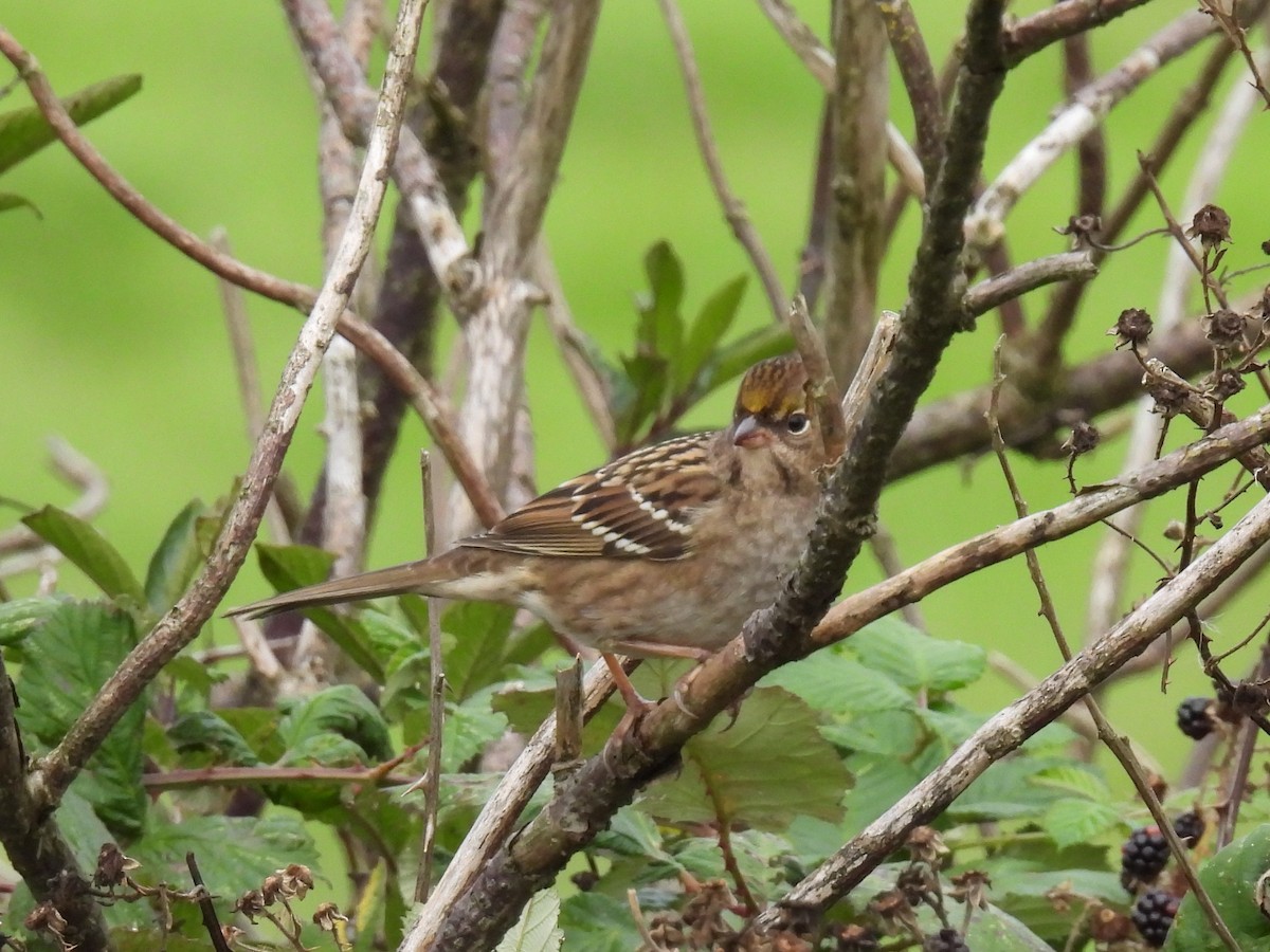 Bruant à couronne dorée - ML609415460