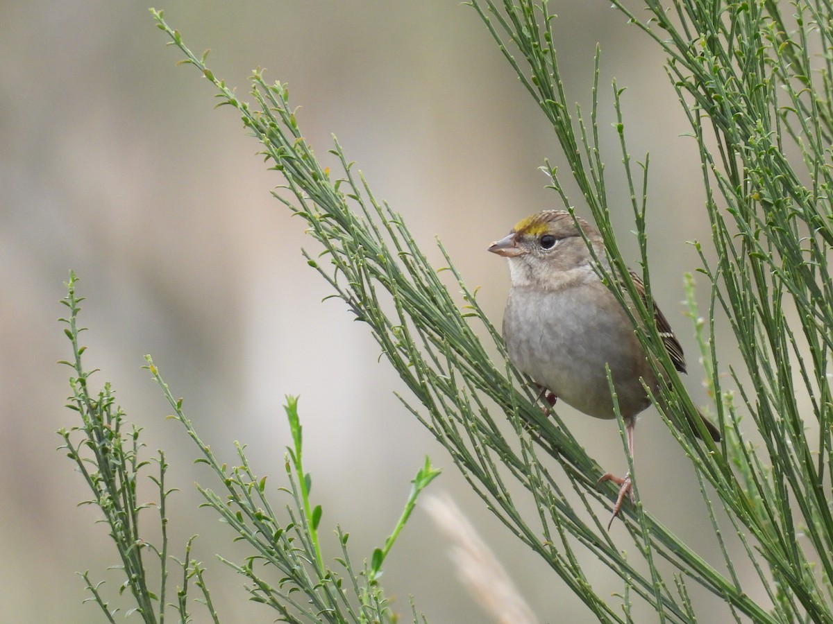 Golden-crowned Sparrow - ML609415461