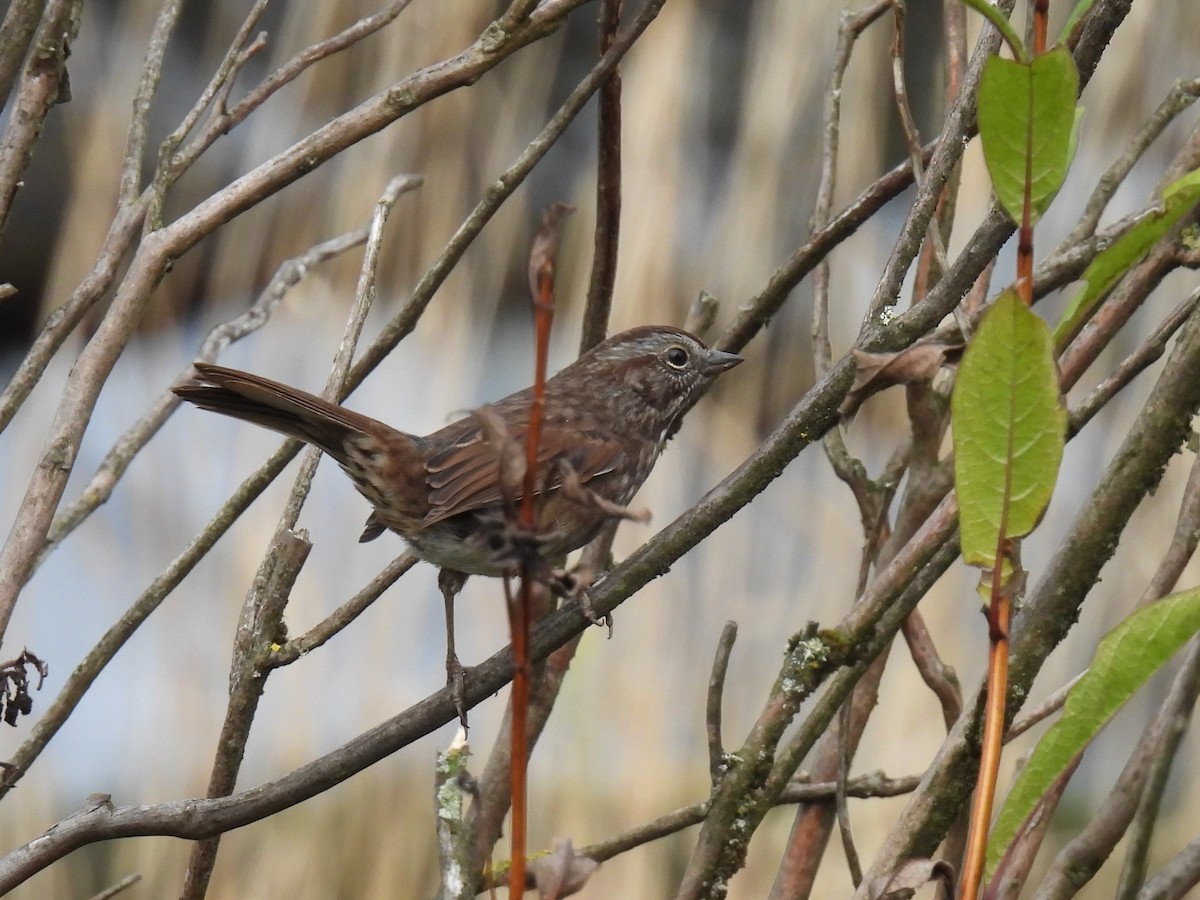 Song Sparrow - ML609415469