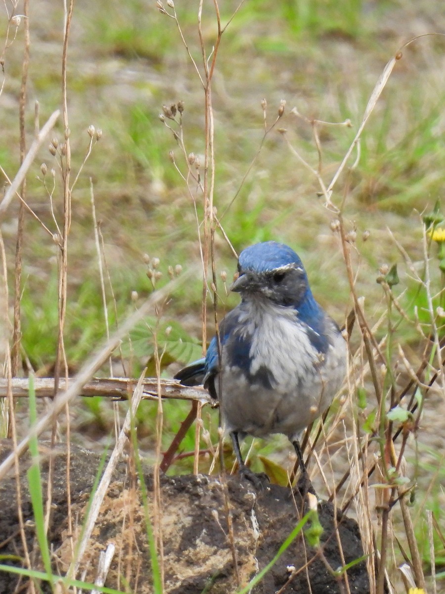 California Scrub-Jay - ML609415492