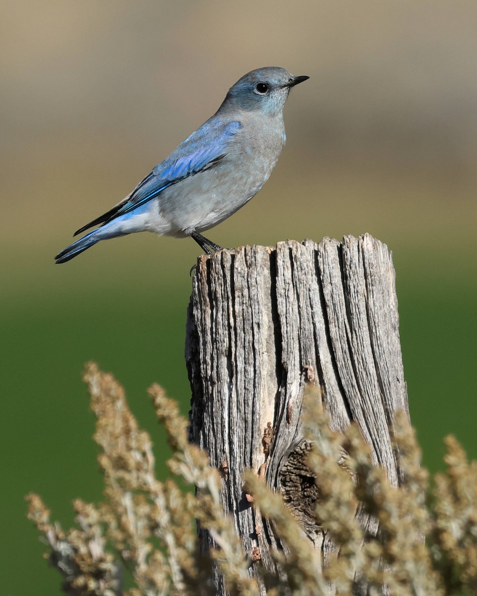 Mountain Bluebird - ML609415564