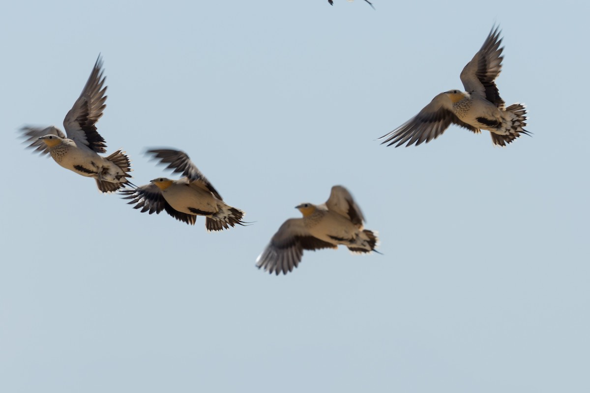 Spotted Sandgrouse - ML609415799