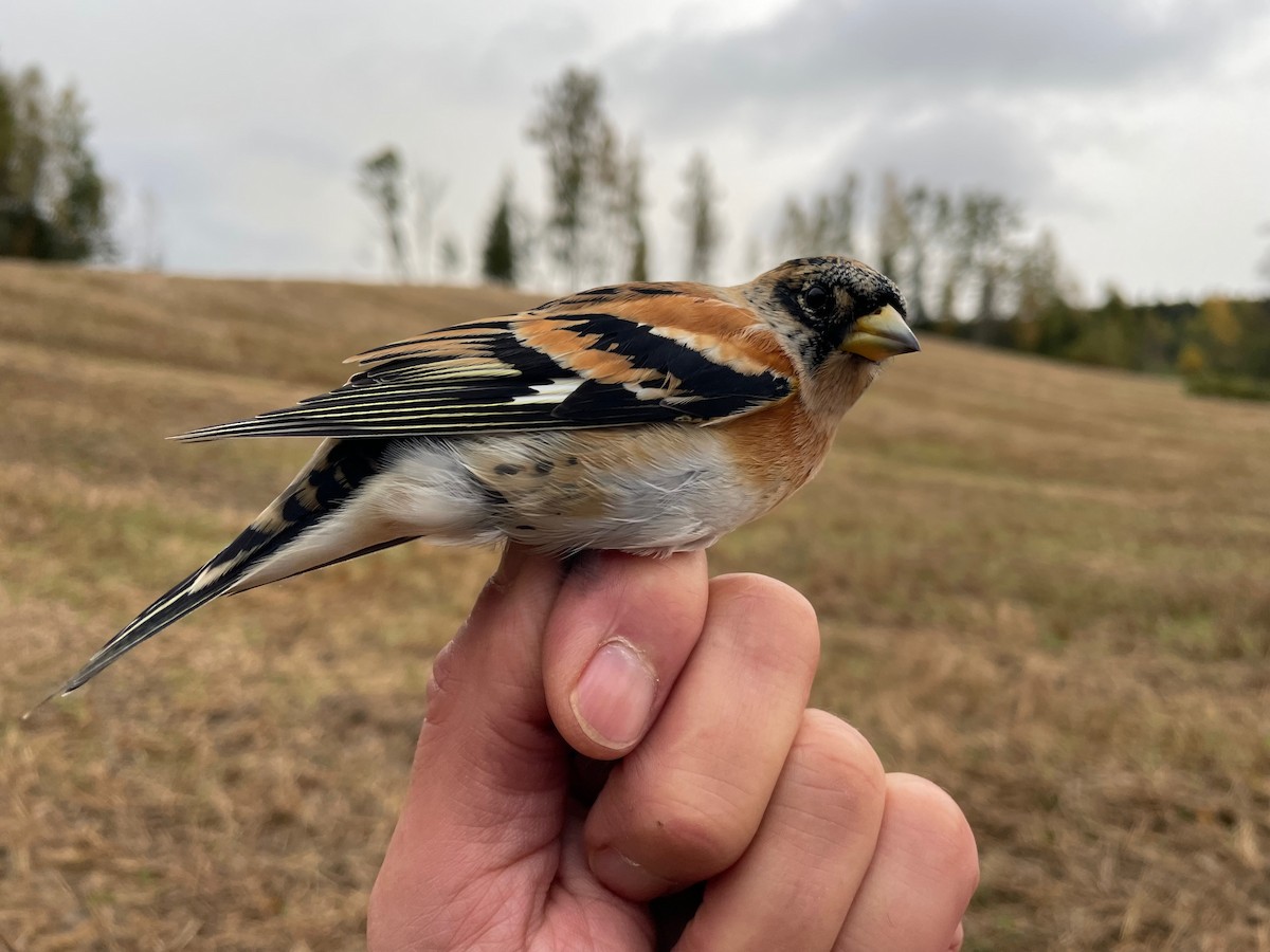 Brambling - ML609415875