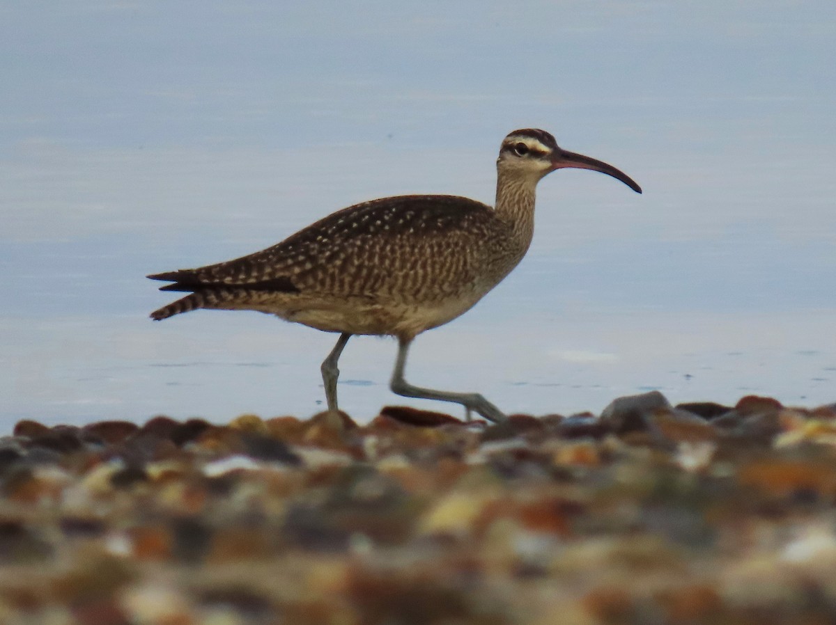 Regenbrachvogel - ML609415876