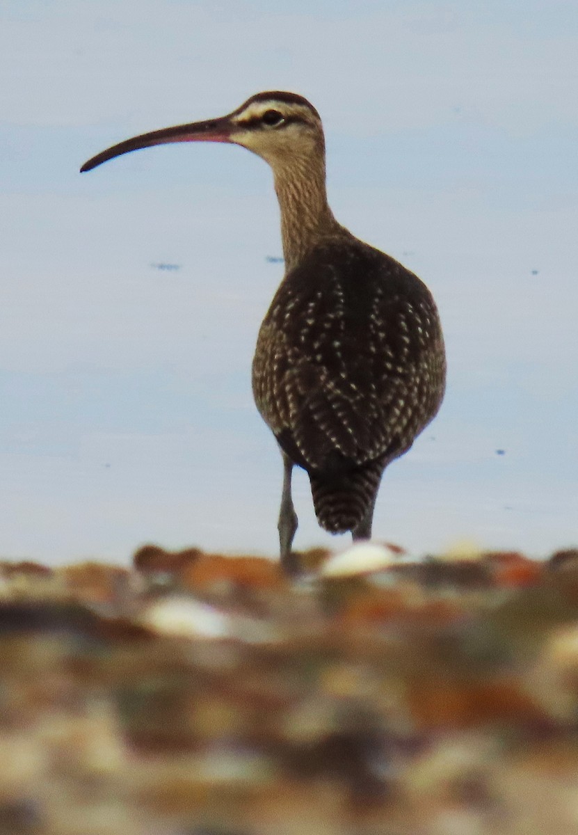 Regenbrachvogel - ML609415879