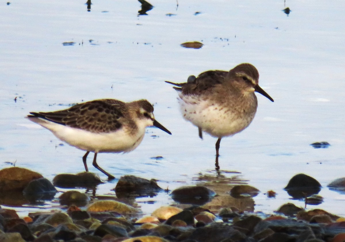 White-rumped Sandpiper - ML609415893