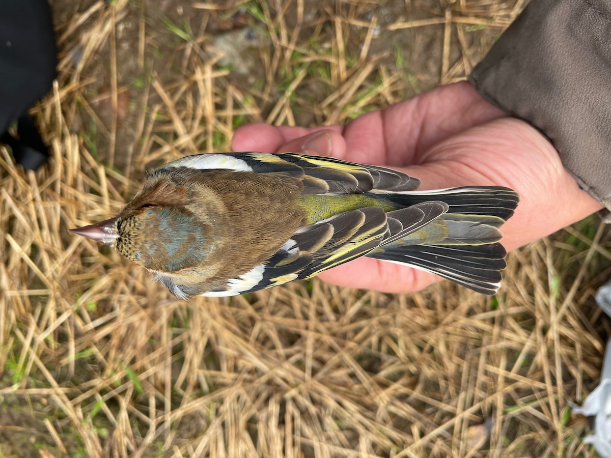 Common Chaffinch - ML609415903