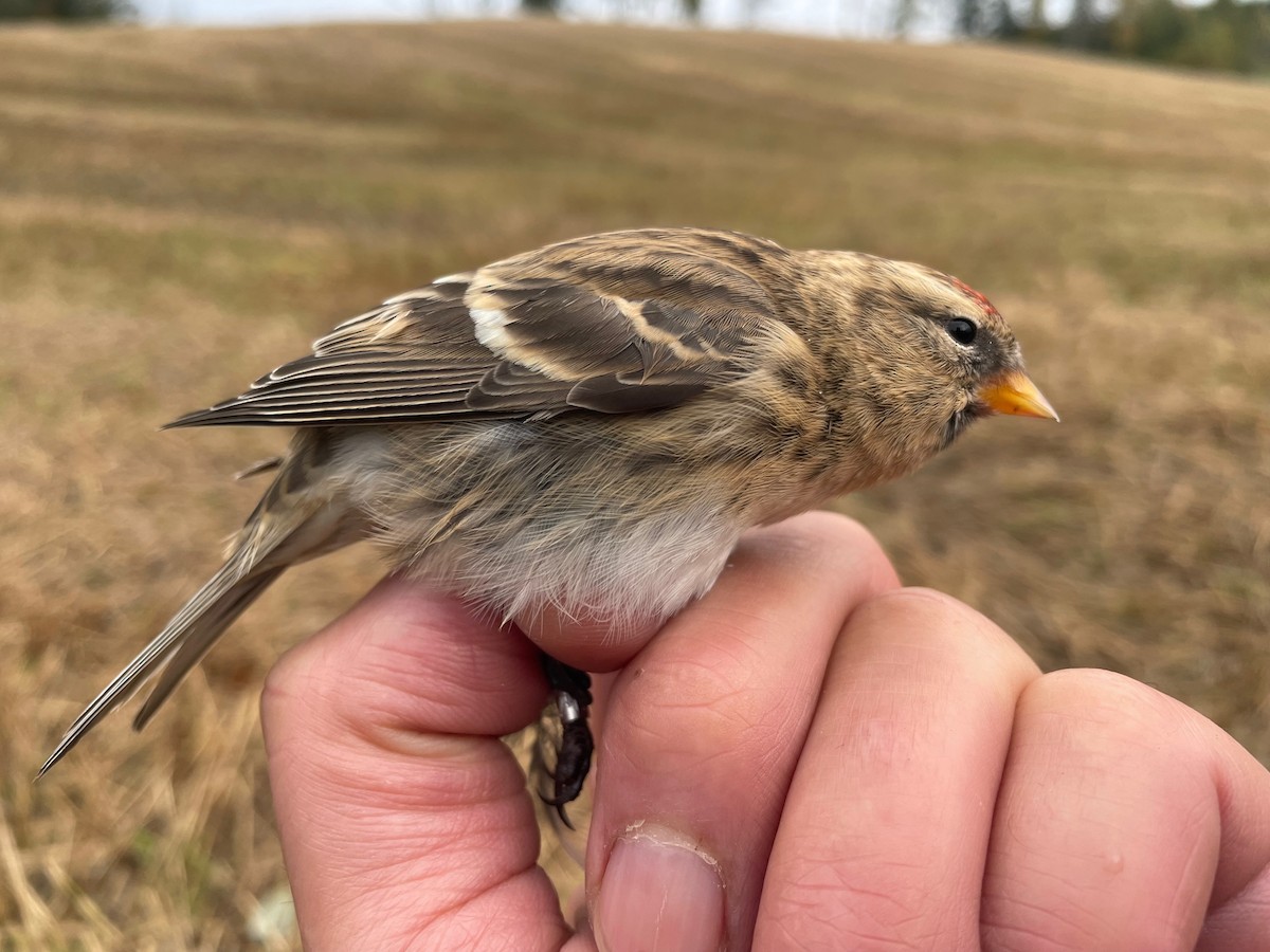 Common Redpoll (flammea) - Eric Francois Roualet