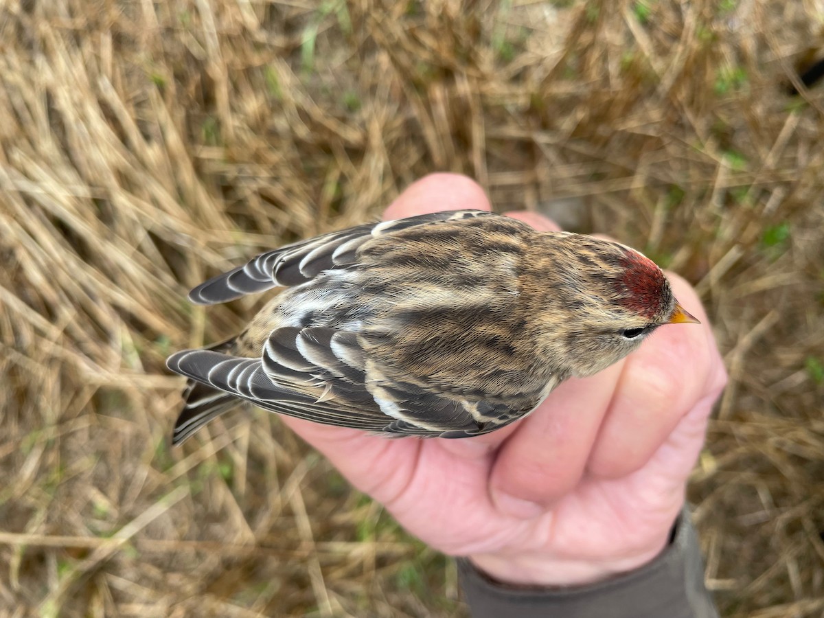 Common Redpoll (flammea) - ML609415912