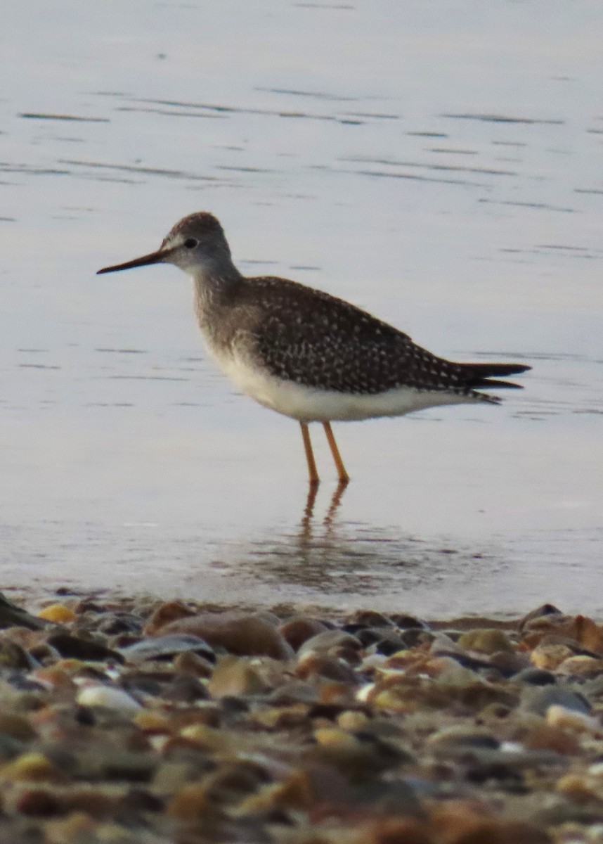 Lesser Yellowlegs - ML609415914