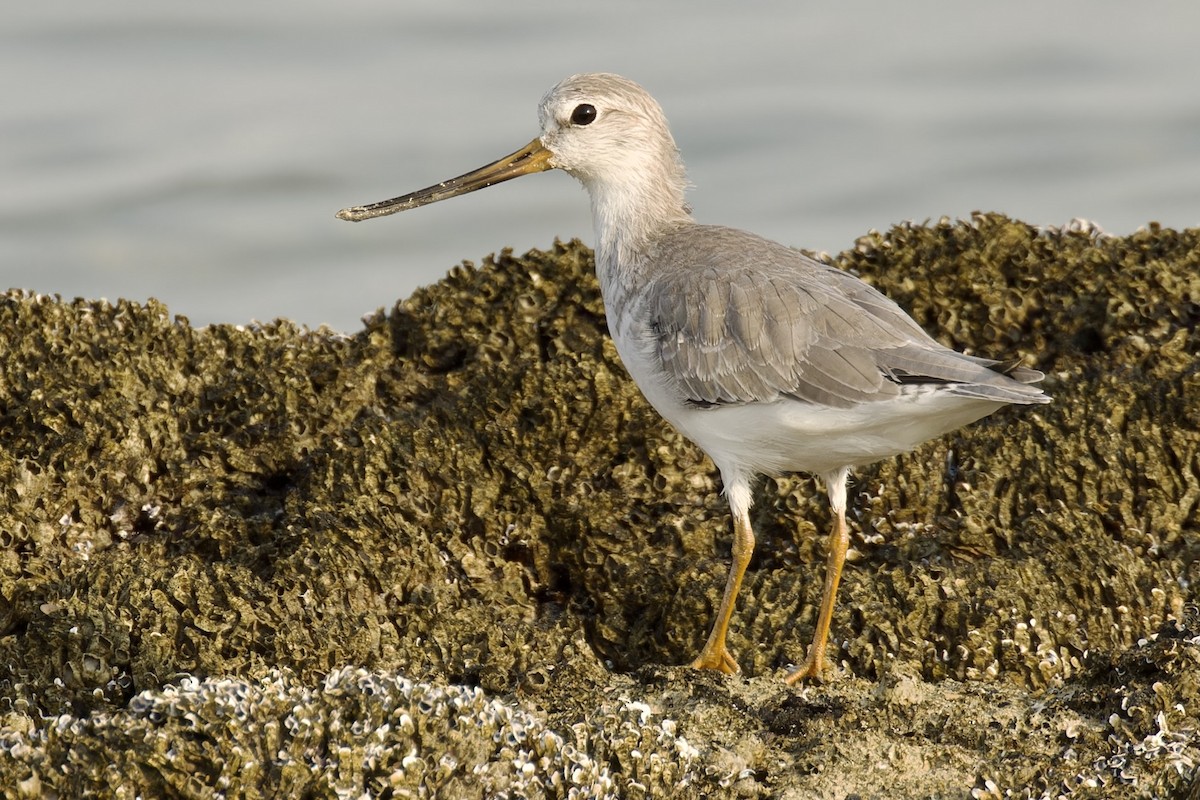 Terek Sandpiper - Ted Burkett