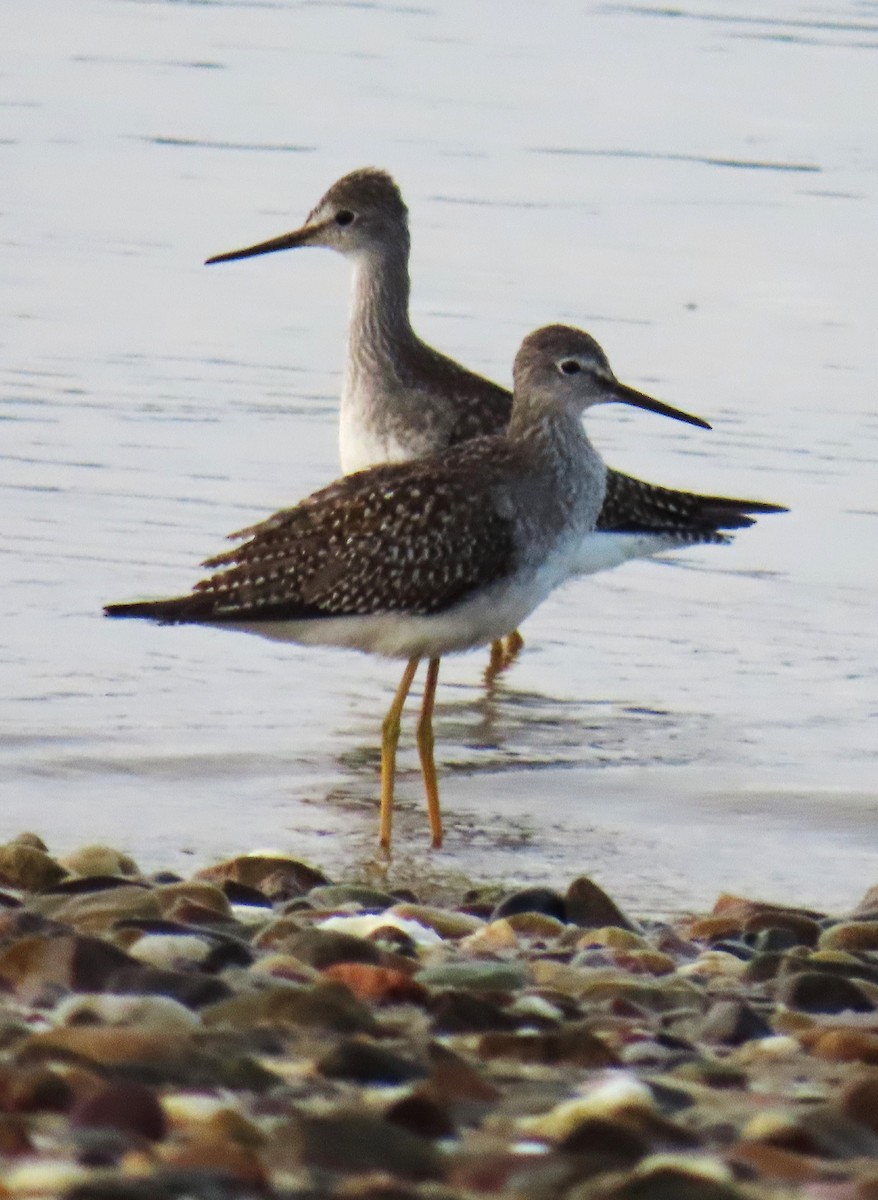 Lesser Yellowlegs - ML609415919