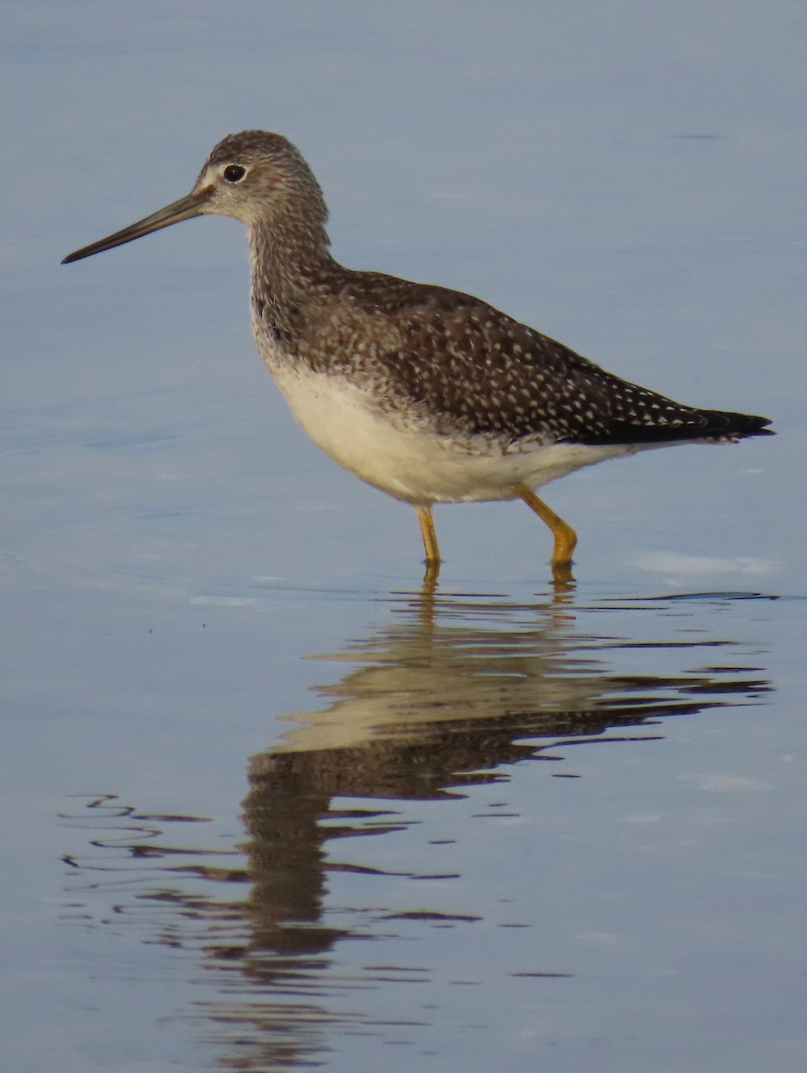 Greater Yellowlegs - ML609415924