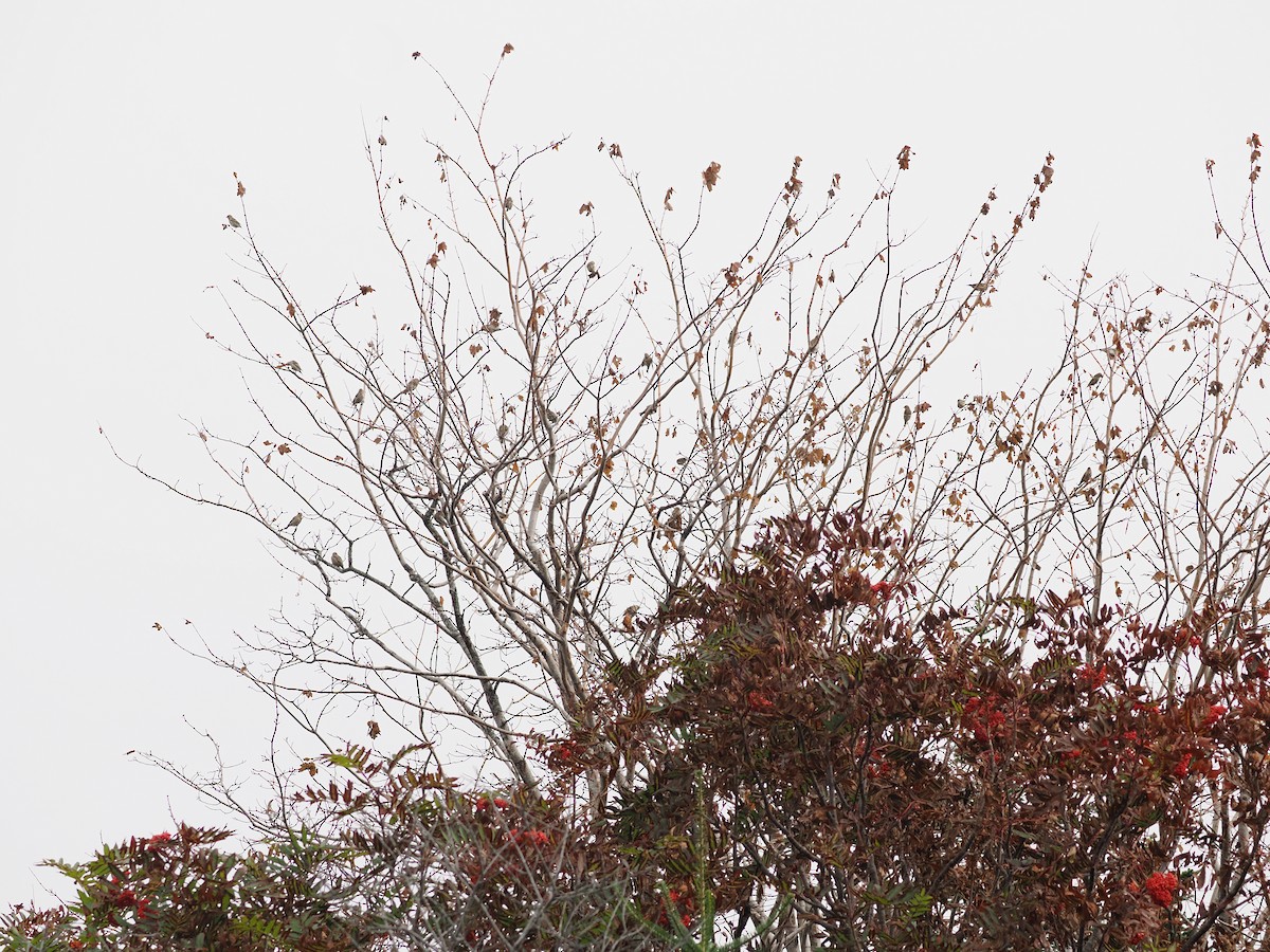 Pine Siskin - Diane LeBlanc