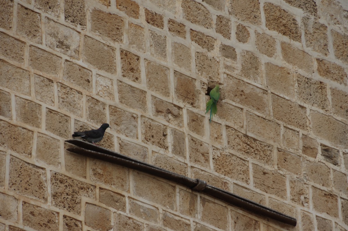 Rose-ringed Parakeet - ML609416080