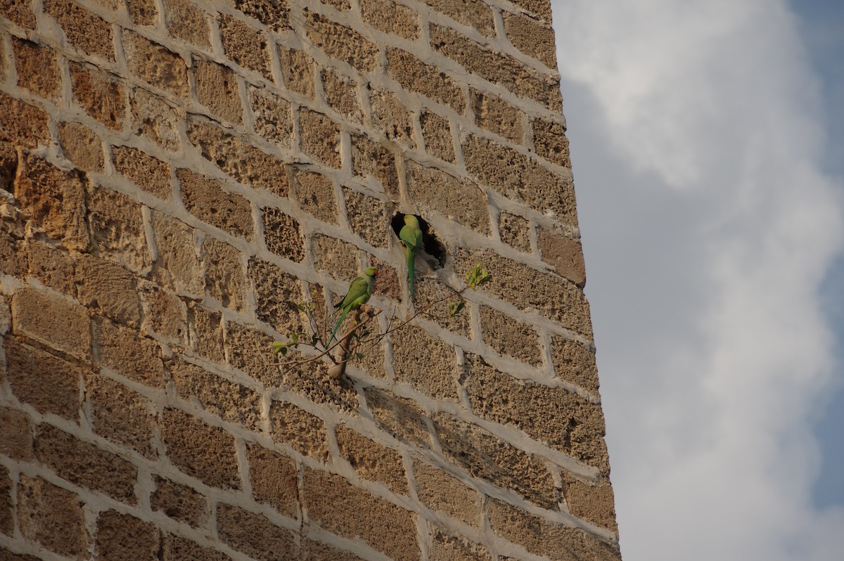 Rose-ringed Parakeet - ML609416081