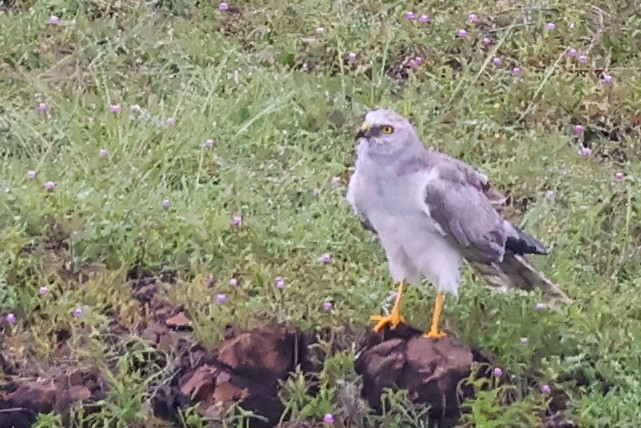 Pallid Harrier - Rishikesh  Lande