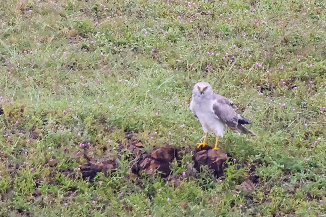 Pallid Harrier - ML609416173