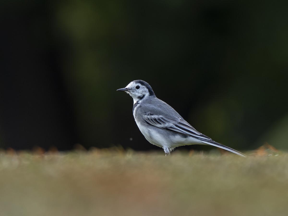 White Wagtail - Radek Papranec