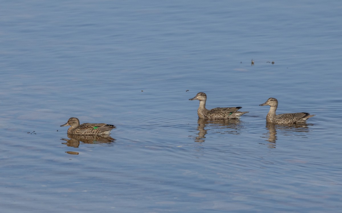 Green-winged Teal - ML609416330