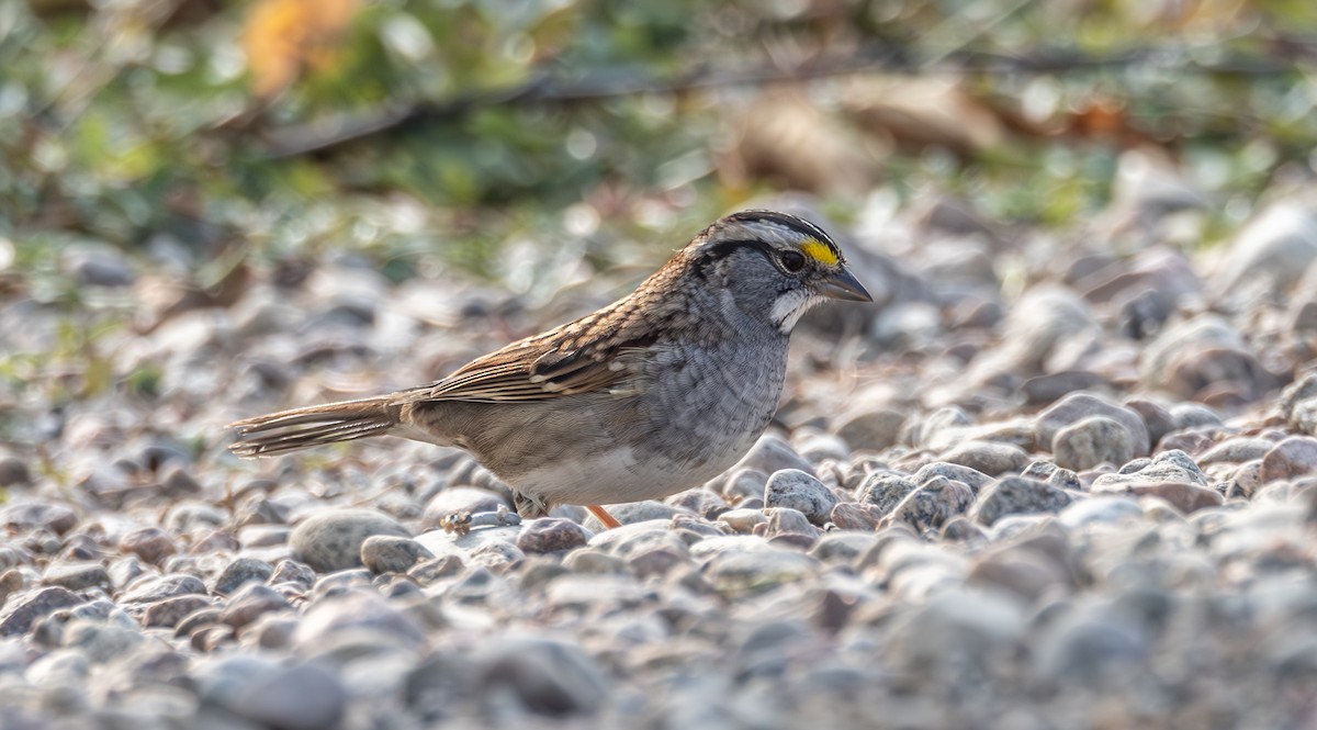 White-throated Sparrow - ML609416421