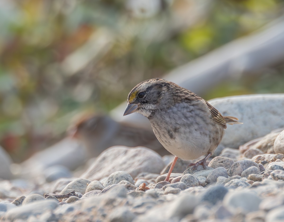 White-throated Sparrow - ML609416422