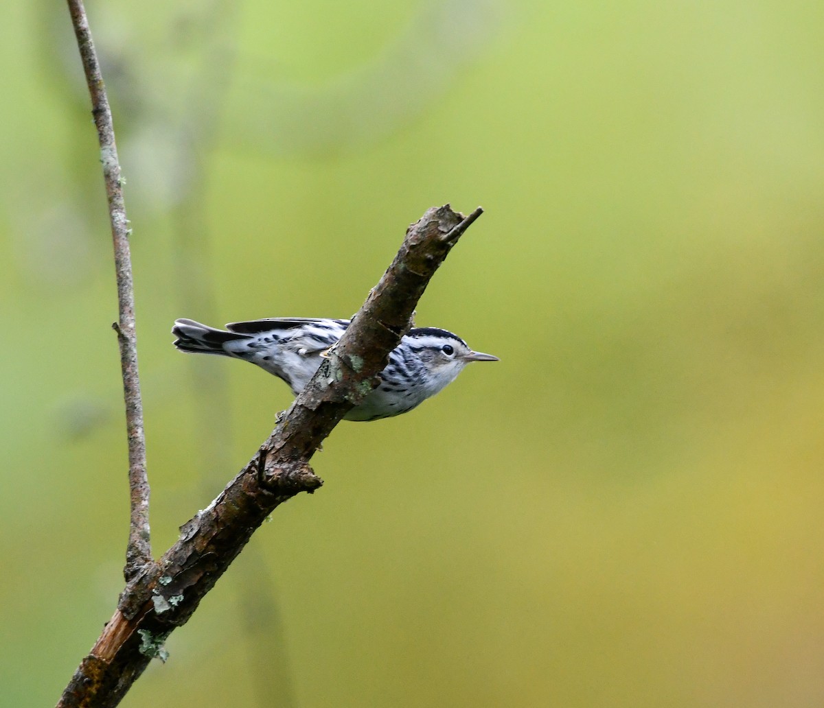 Black-and-white Warbler - ML609416433