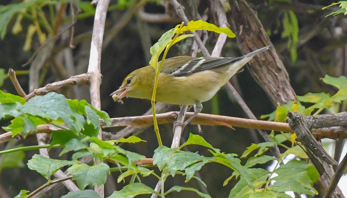 Bay-breasted Warbler - niels lameijer