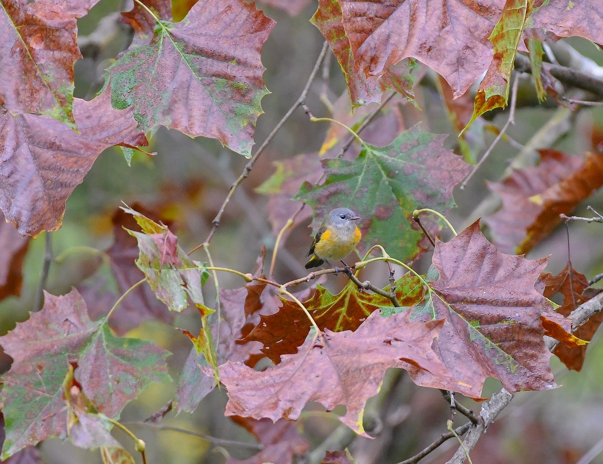 American Redstart - ML609416458