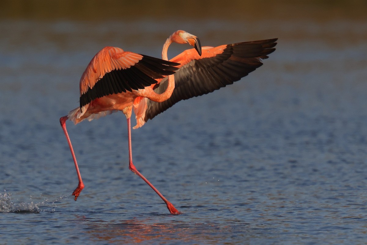 Amerika Flamingosu - ML609416462