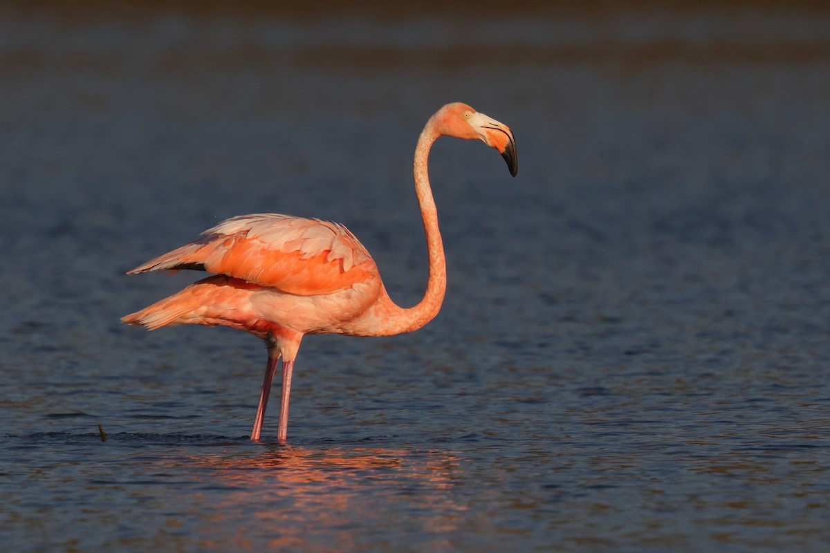 Amerika Flamingosu - ML609416464