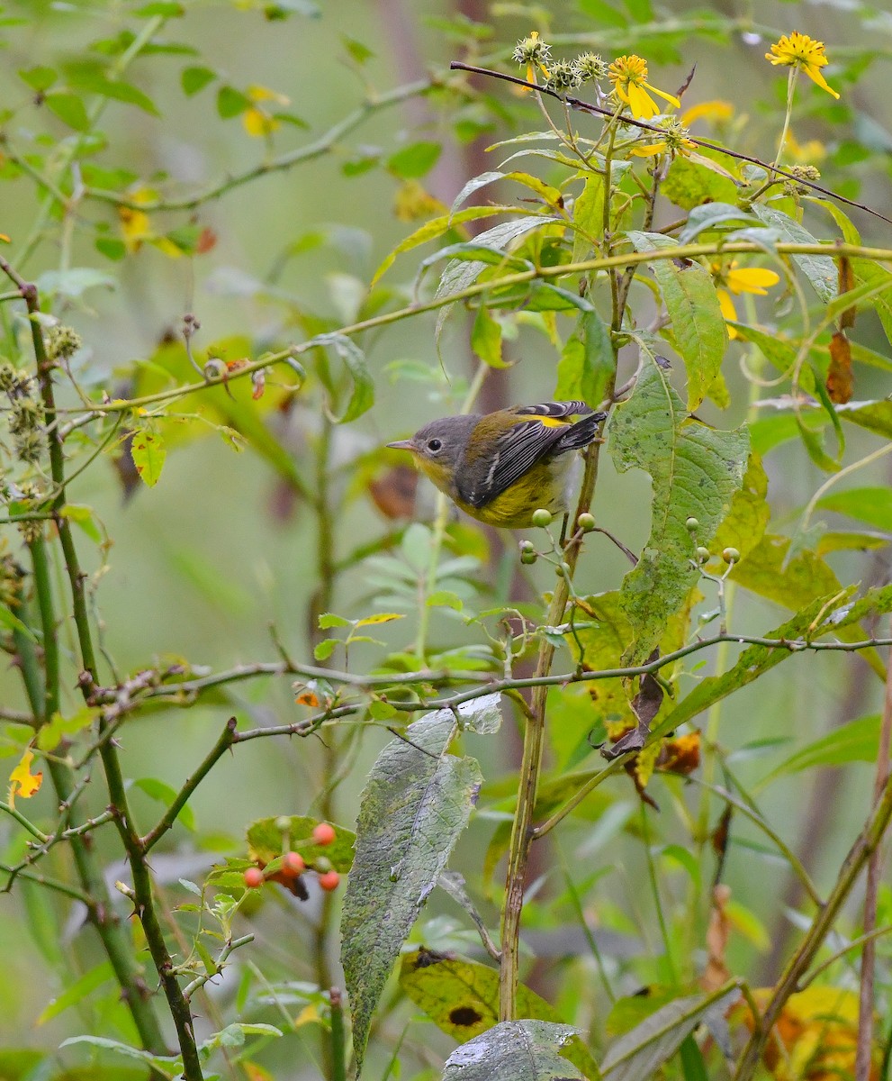 Magnolia Warbler - ML609416465