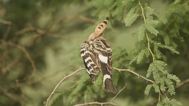 Eurasian Hoopoe - ML609416766