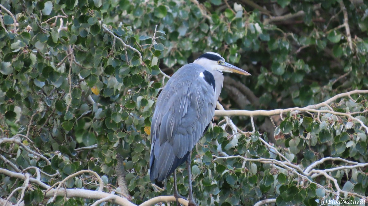 Gray Heron - ML609416769