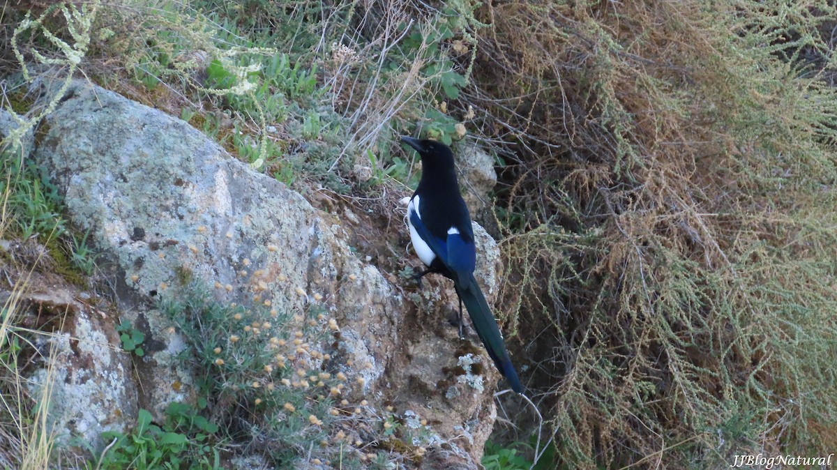 Eurasian Magpie - ML609416797