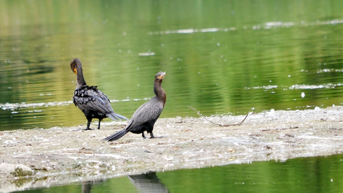 Neotropic Cormorant - Jean and Bob Hilscher