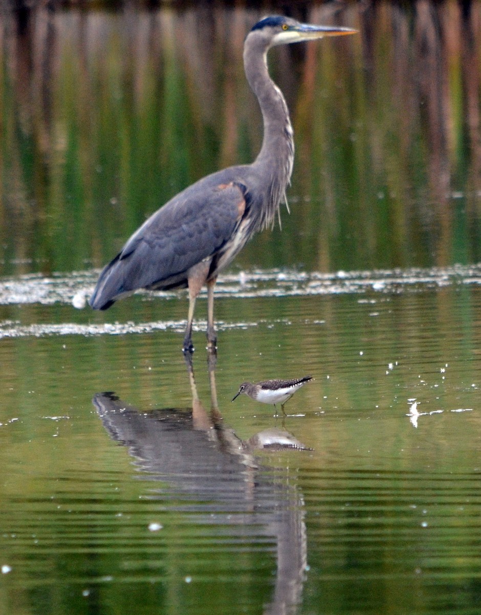 Garza Azulada - ML609416868