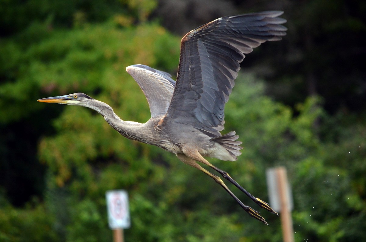 Great Blue Heron - Jean and Bob Hilscher