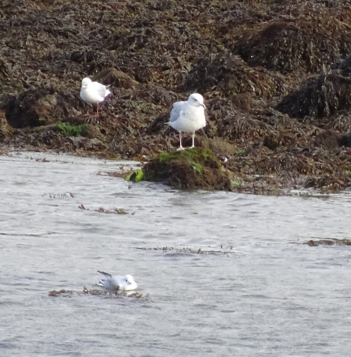 Black-headed Gull - ML609416903