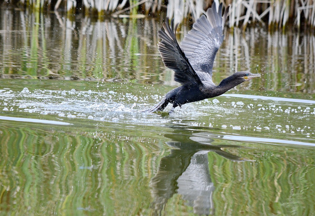 Neotropic Cormorant - Jean and Bob Hilscher