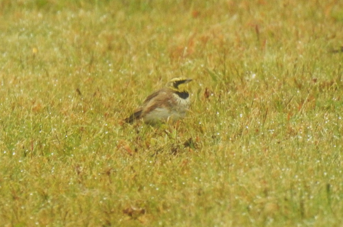 Horned Lark - Steve Mierzykowski