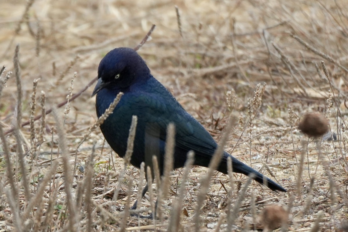 Brewer's Blackbird - ML609416979