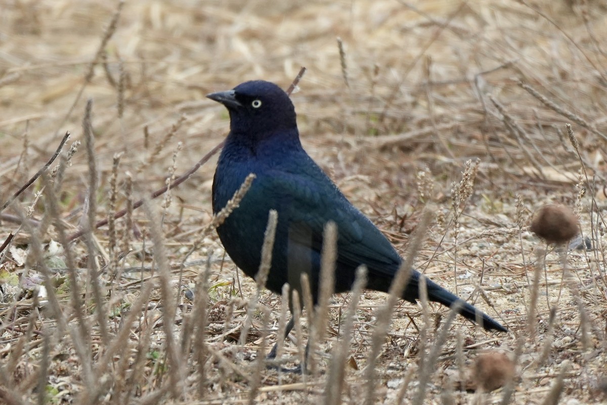 Brewer's Blackbird - ML609416980