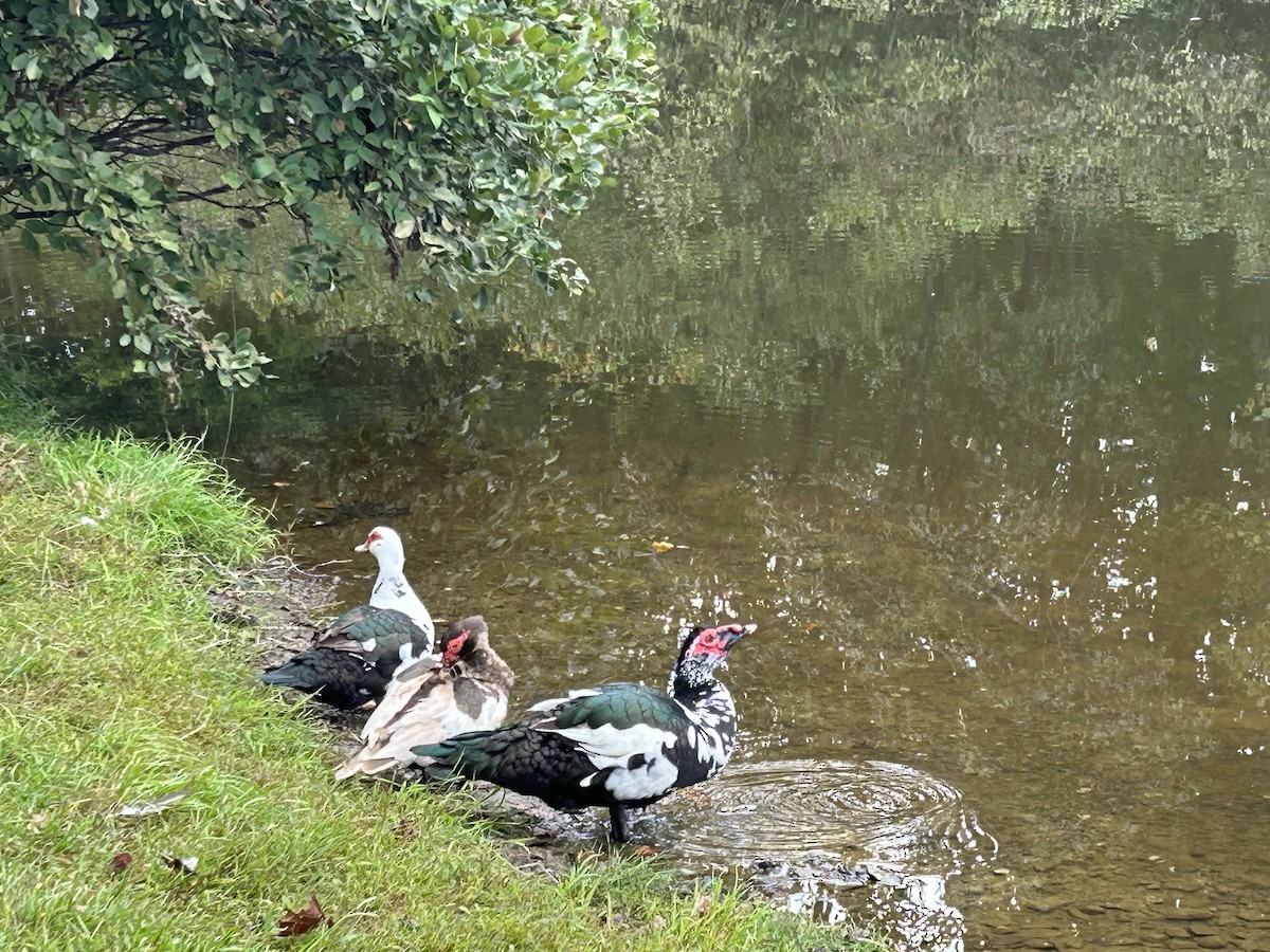 Muscovy Duck (Domestic type) - ML609417219